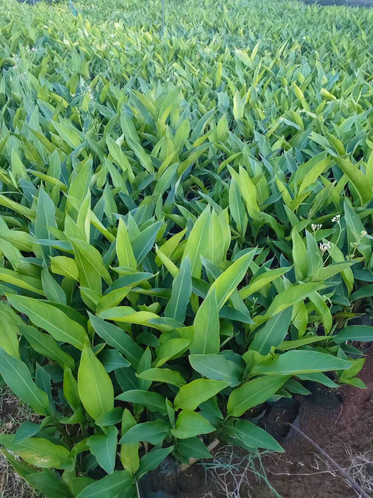 海南黃鳥焦基地-黃鳥焦批發(fā)-黃鳥焦種植苗圃-黃鳥焦哪家好
