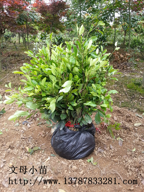 瀏陽紋母小苗價格便宜,2024湖南紋母杯苗.小毛球大賣紋母小毛球