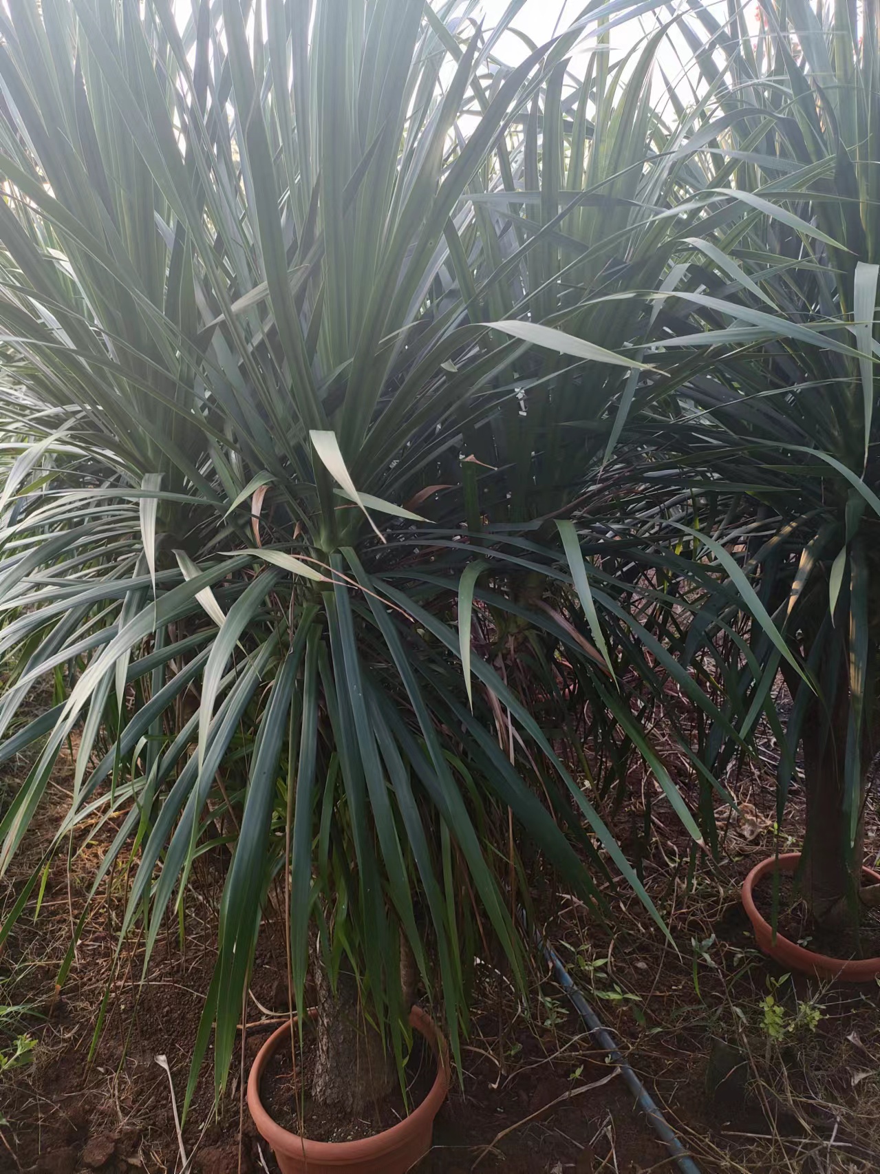 海南龍血樹(shù)基地-龍血樹(shù)苗圃-龍血樹(shù)批發(fā)-龍血樹(shù)多少錢(qián)-龍血樹(shù)哪家好