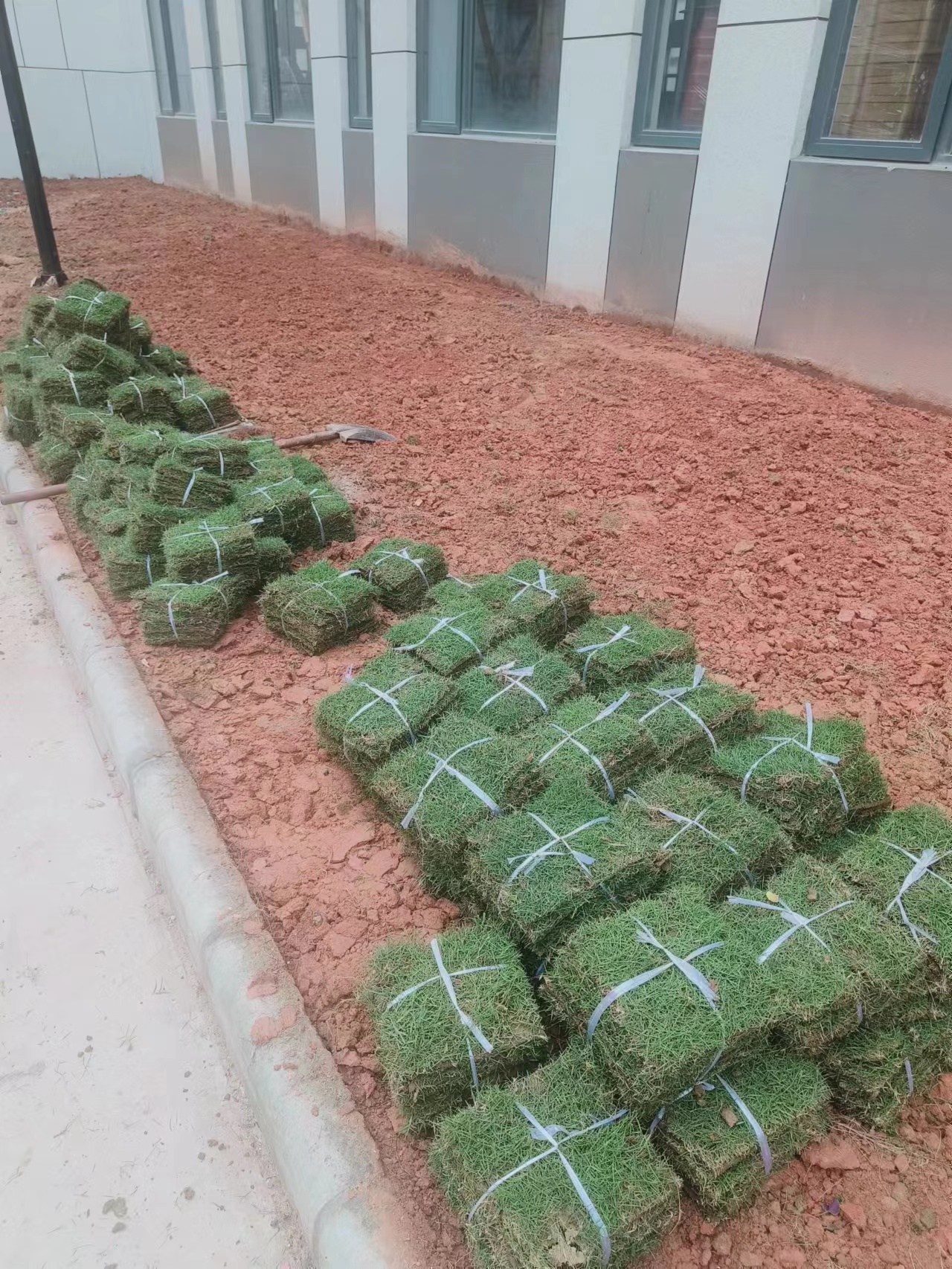 佛山草皮 綠化帶泥土真草皮 基地 批發(fā)  佛山三水草皮基地 馬尼拉草皮