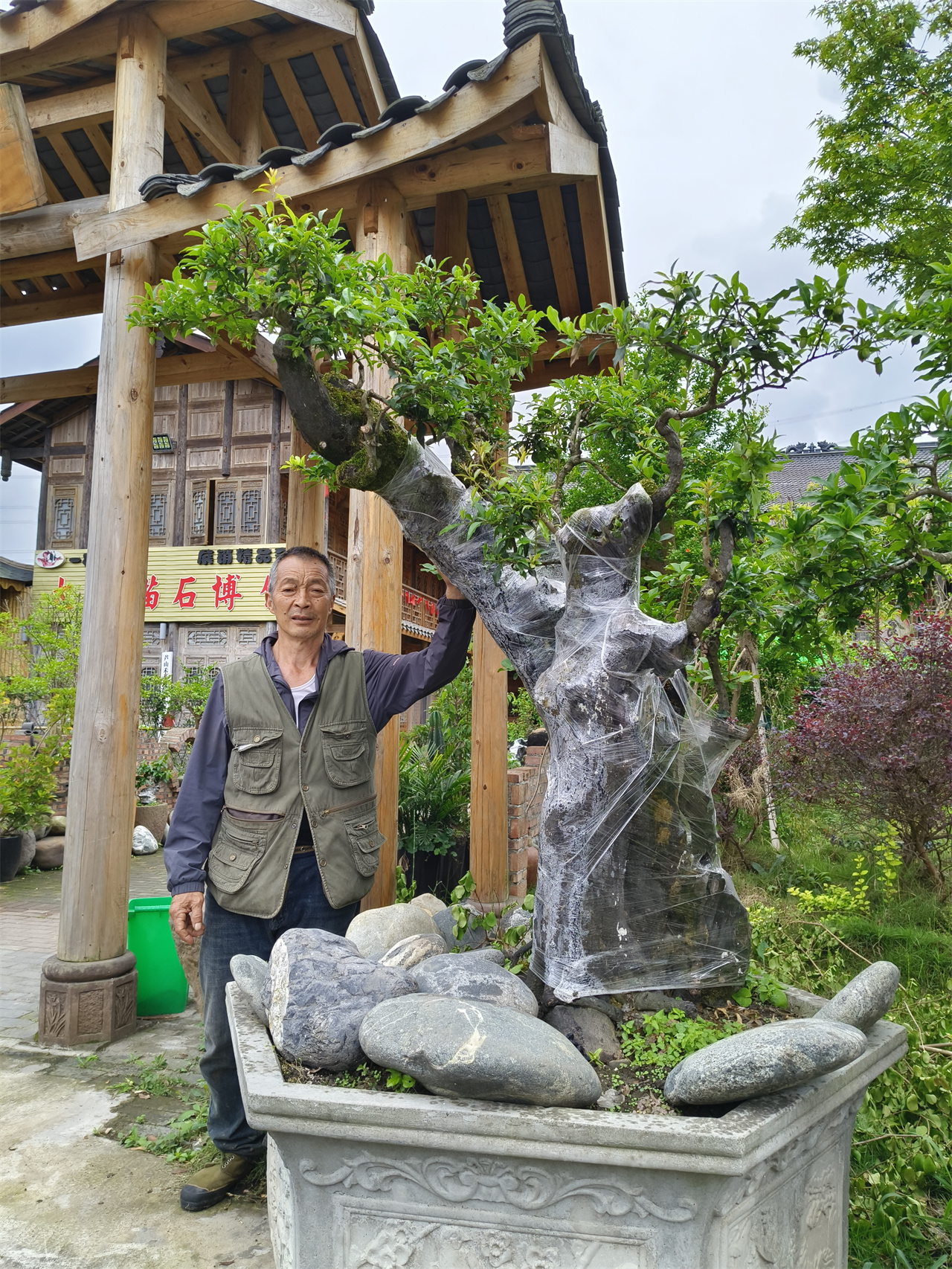 金彈子盆景價(jià)格多少錢-金彈子盆景基地現(xiàn)貨出售-金彈子盆景造型各規(guī)格供應(yīng)